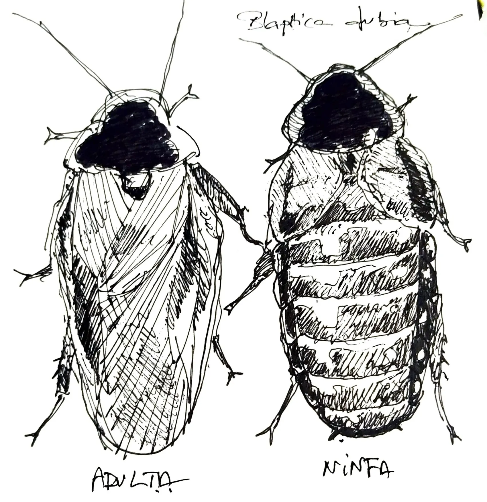 blaptica dubia