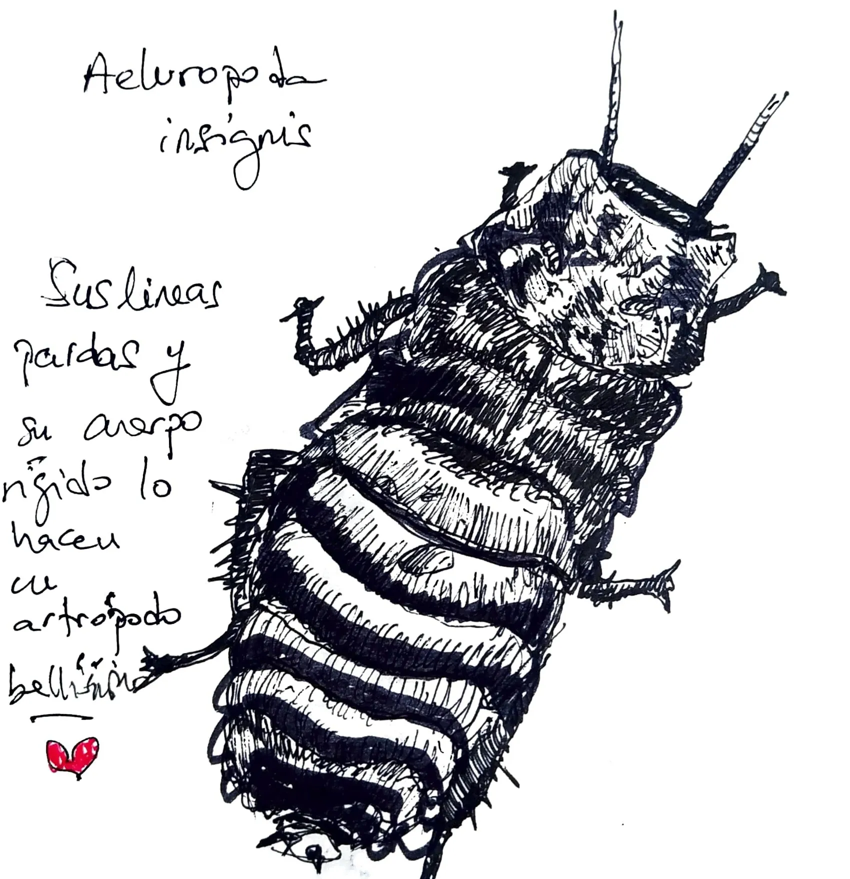 aeluropoda insignis