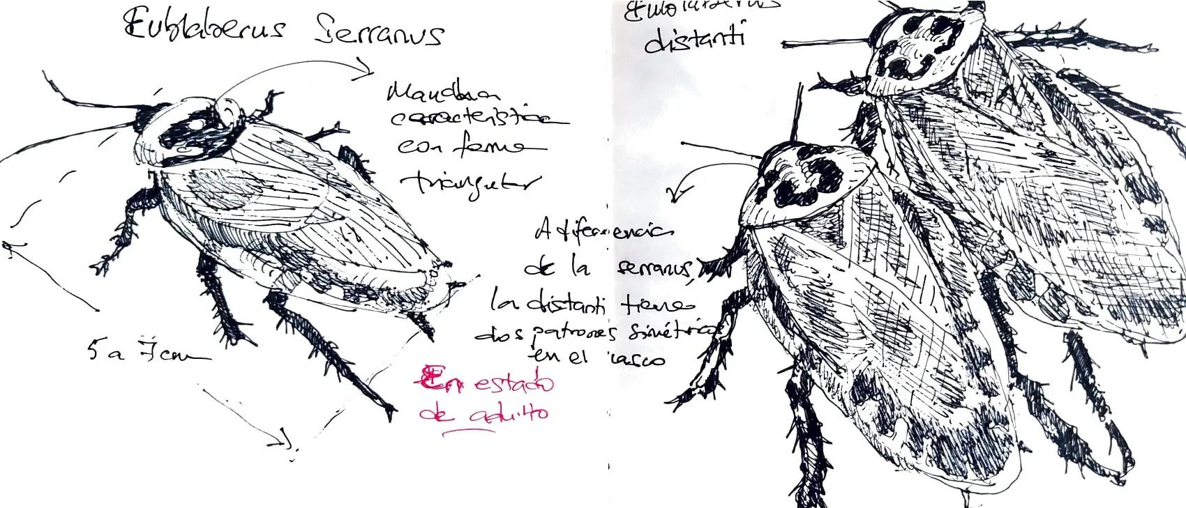 Esbozo de Eublaberus serranus