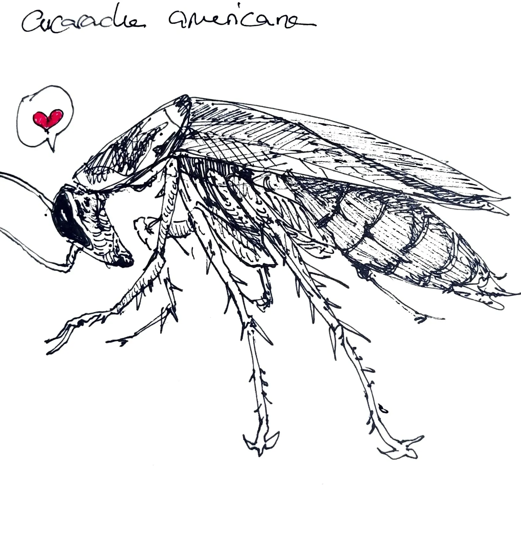 cucaracha comun